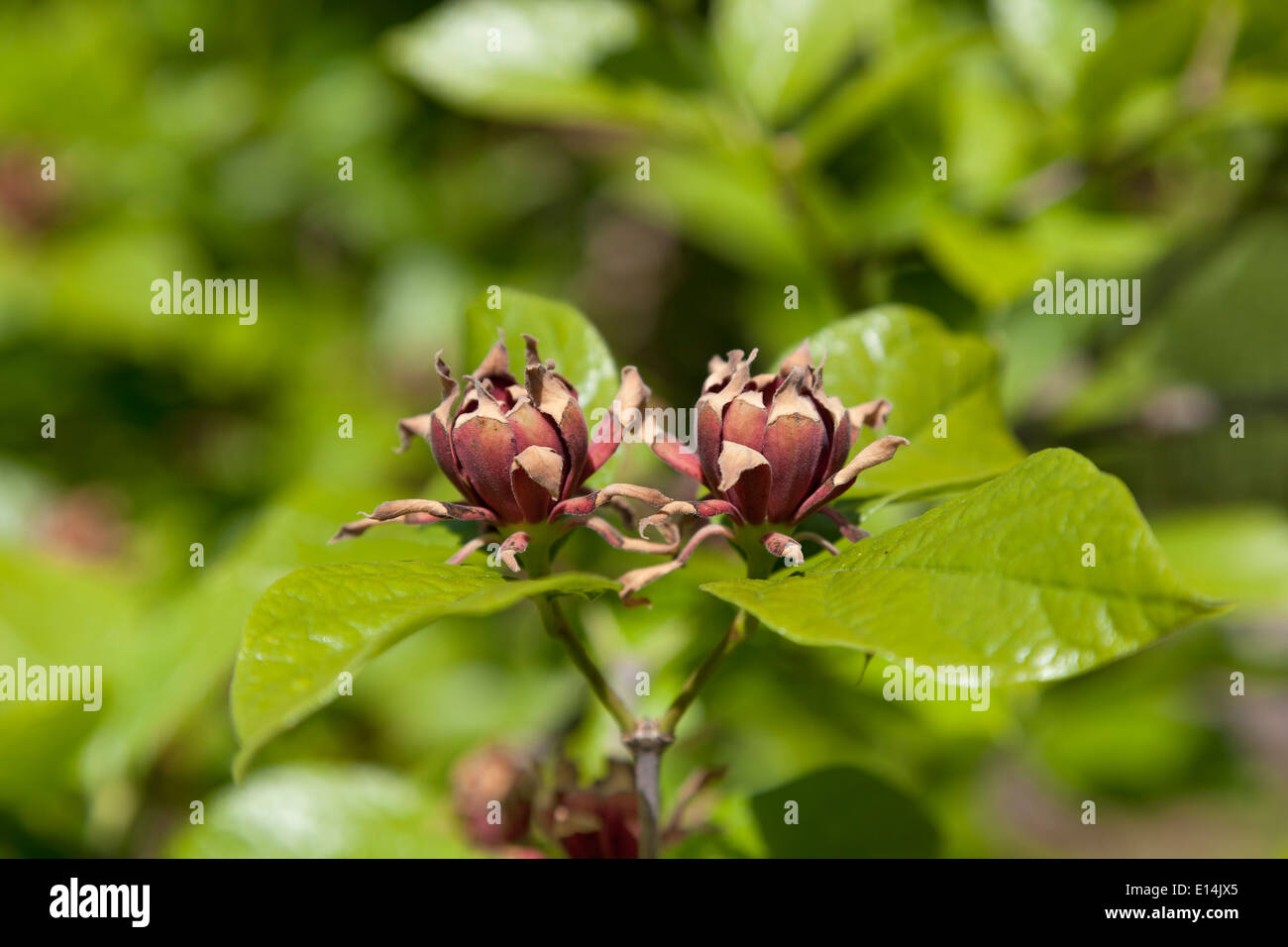 Alder Buckthorn, Calycanthus floridus, flowers Stock Photo
