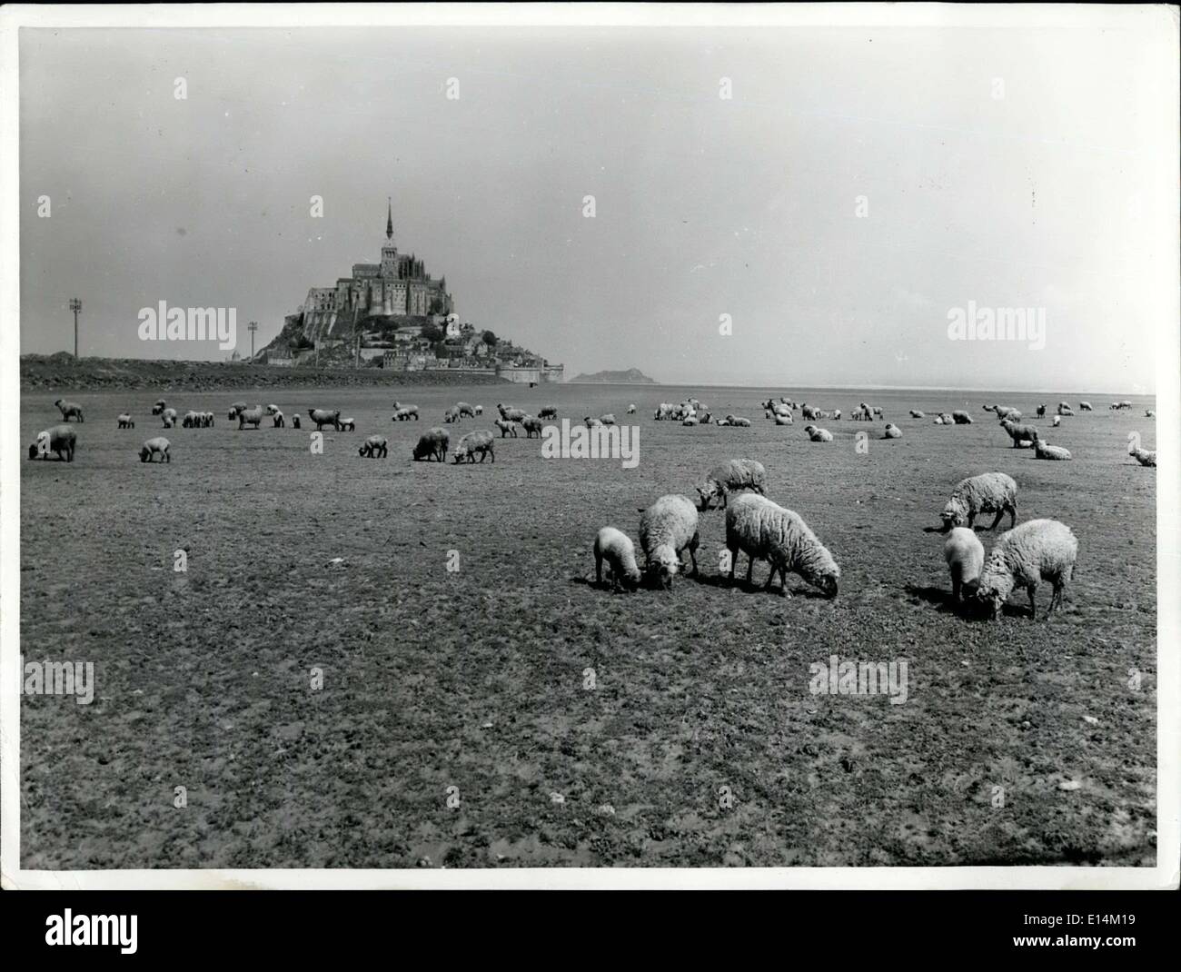 Apr. 05, 2012 - Sheep graze in the fields near Mont St. Michel, Normandy, which is one of France's richest pasture lands. Stock Photo
