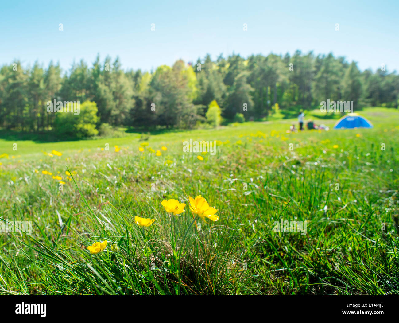 Green meadow in a forest and tent. Yellow flowers on foreground Stock ...