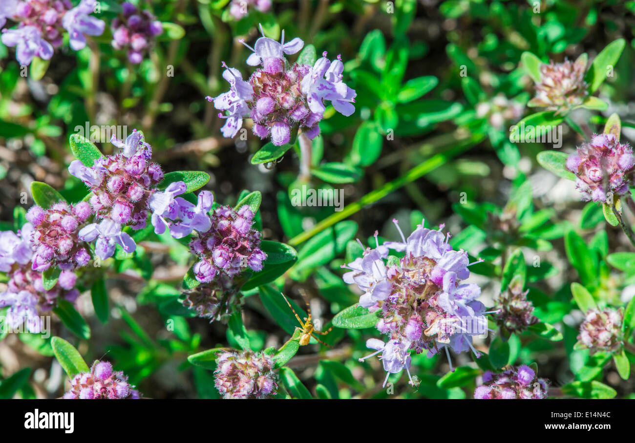 Thyme plant close up hires stock photography and images Alamy