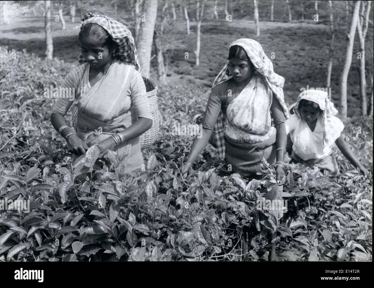 Apr. 18, 2012 - Teenage Indian tea pickers in Kerala, India's only communist controlled state. They pick between 70-100 lbs. of Stock Photo