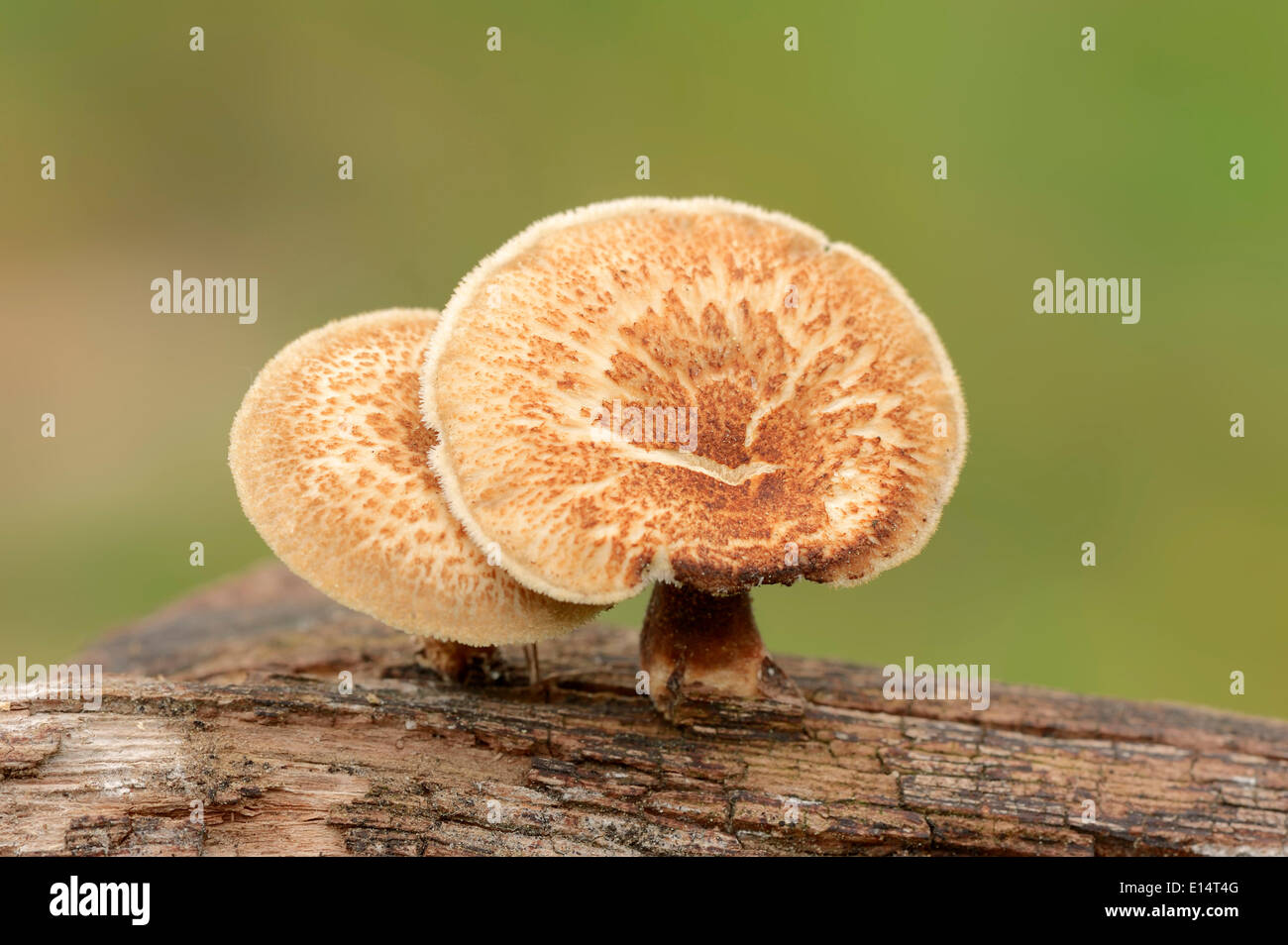 Fringed Polypore (Polyporus ciliatus), France Stock Photo
