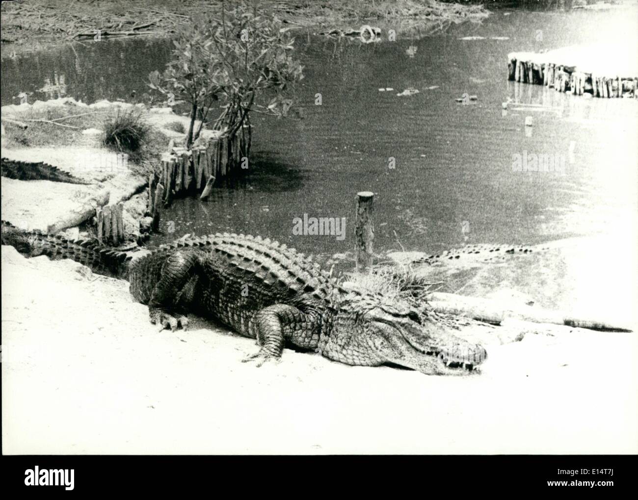 2012 crocodile hi-res stock photography and images - Alamy