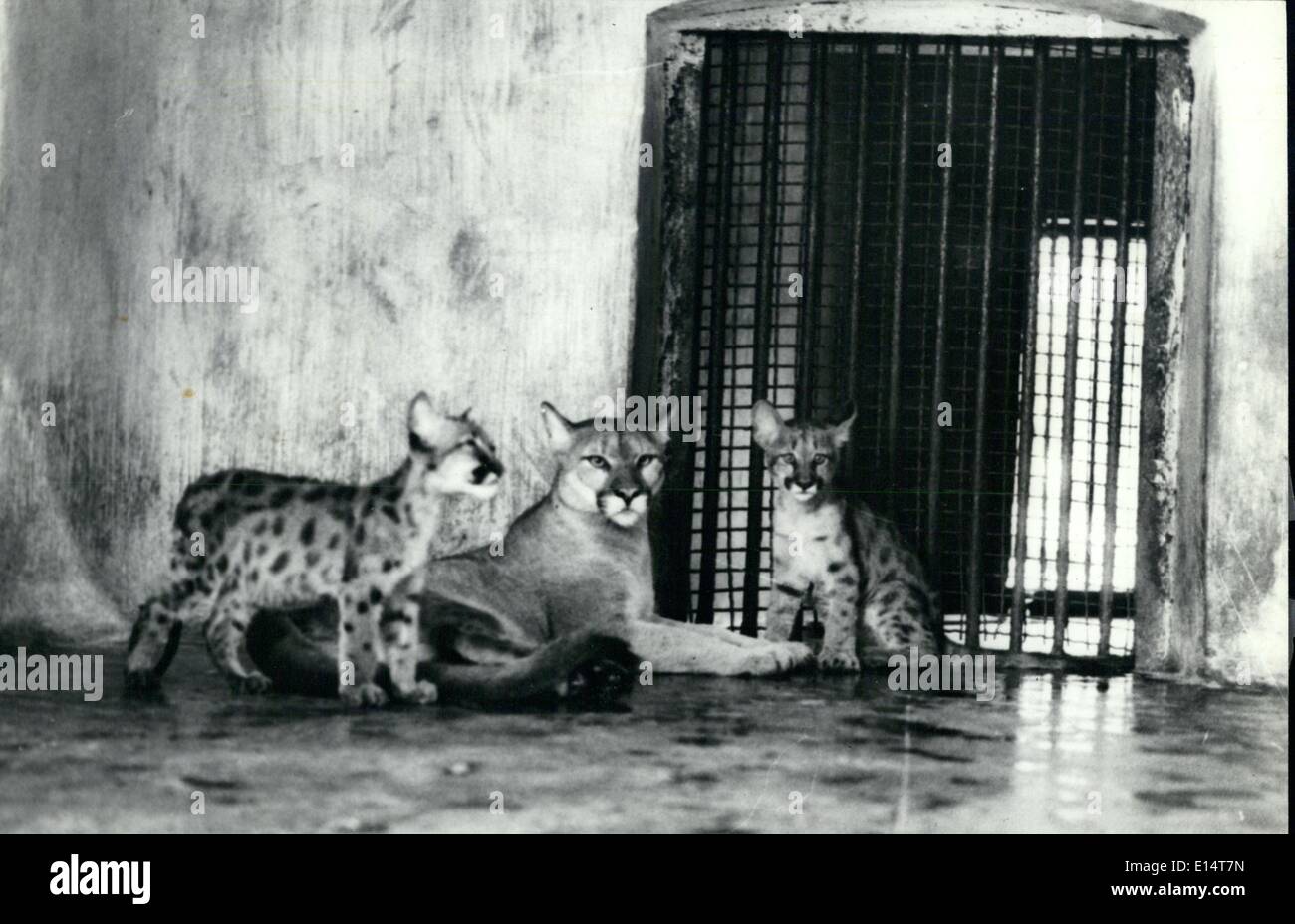 Apr. 18, 2012 - Two cubs - a male and a female were given birth by a pair of Pumas -also known as Mountain Lions or Cougar at Alipore Zoo in Calcutta on March 20,75. The pair of Pumas were acquired from M/s Ravens ton Zoological Co.Ltd.,of U.K.as part of preparation for the Century Celebrations of the Alipore Zoo. the pair were christened as Shikhar Shikhari by West Bengal Minister Pradip Bhattacharya. Pumas are found in N&s America extending from S.Canada to patagonia. They hunt much on ground & deer seems to be their favorite food Stock Photo