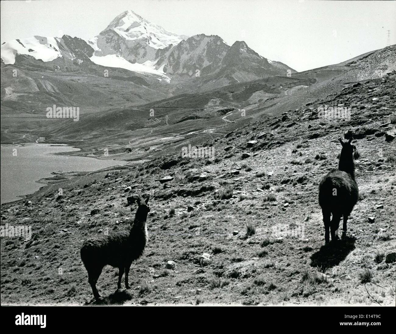 Apr. 18, 2012 - Llamas in front of Mt.Huanga, Potosi 21,000 ft, near La poz, Bolivia Llamas keep to the high ground-above 8,000fft. Stock Photo