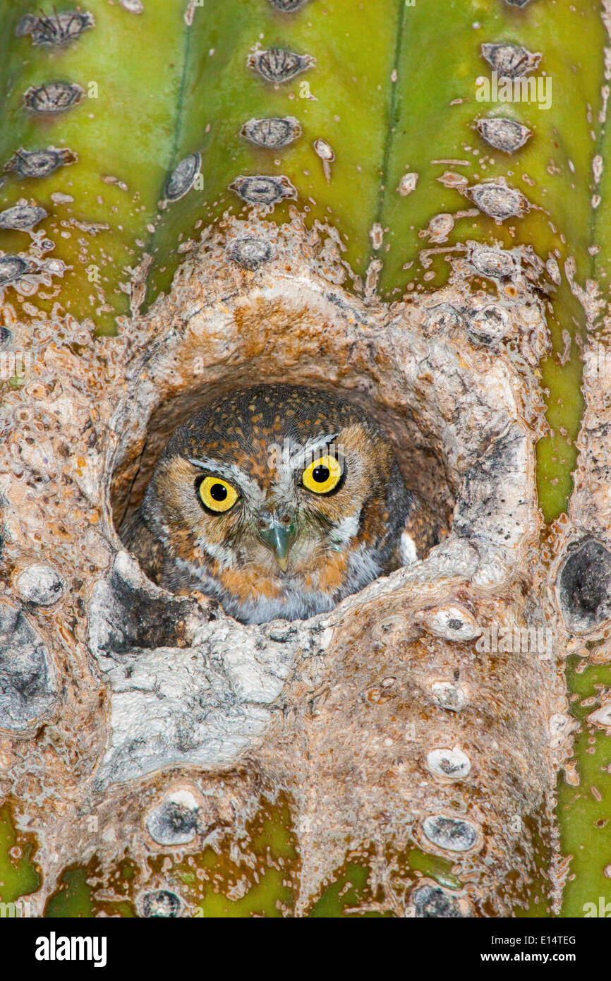 Elf owl cactus hi-res stock photography and images - Alamy