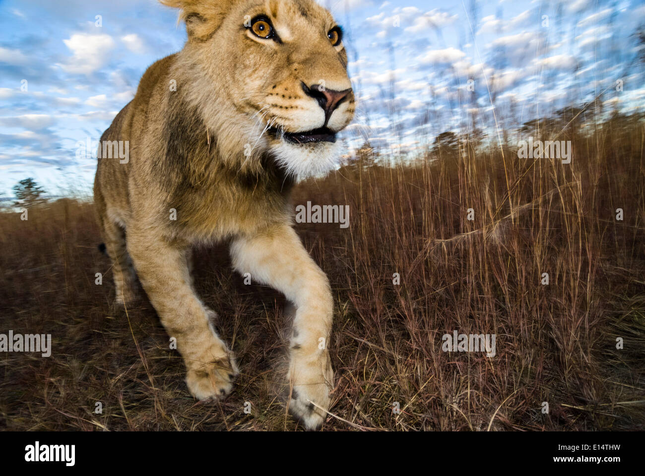 Lion Panthera leo young animal 2 years Antelope Park near Gweru Zimbabwe Stock Photo Alamy