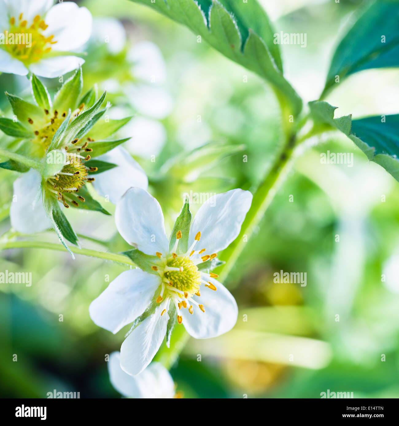 detail of blooming strawberries in the garden Stock Photo - Alamy