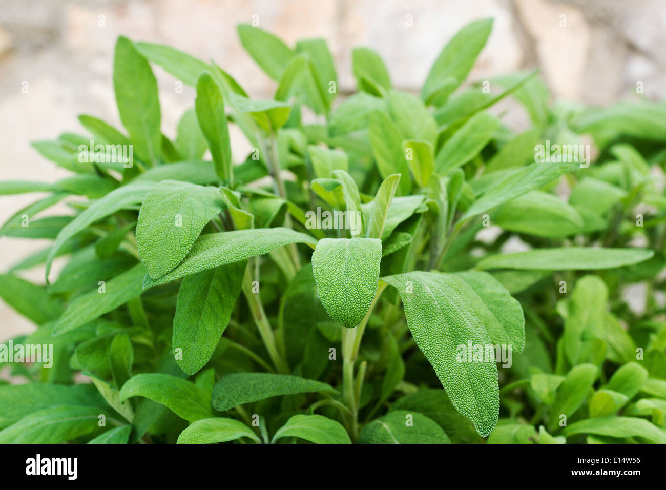 bed of sage in the garden in spring Stock Photo