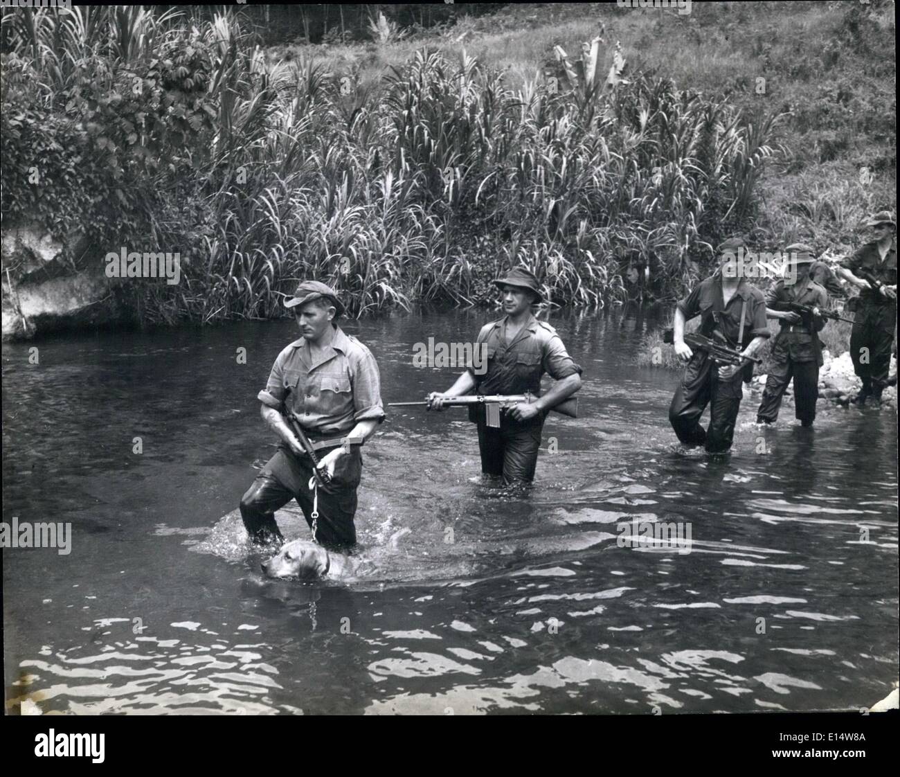 Apr. 18, 2012 - A Dog leads a Malaya jungle patrol: Trooper Des Brady, with 'Daks' on a leash, ler the patrol up the river. He will give the alarm, using his sense of smell and hearing, before the soldiers. Stock Photo