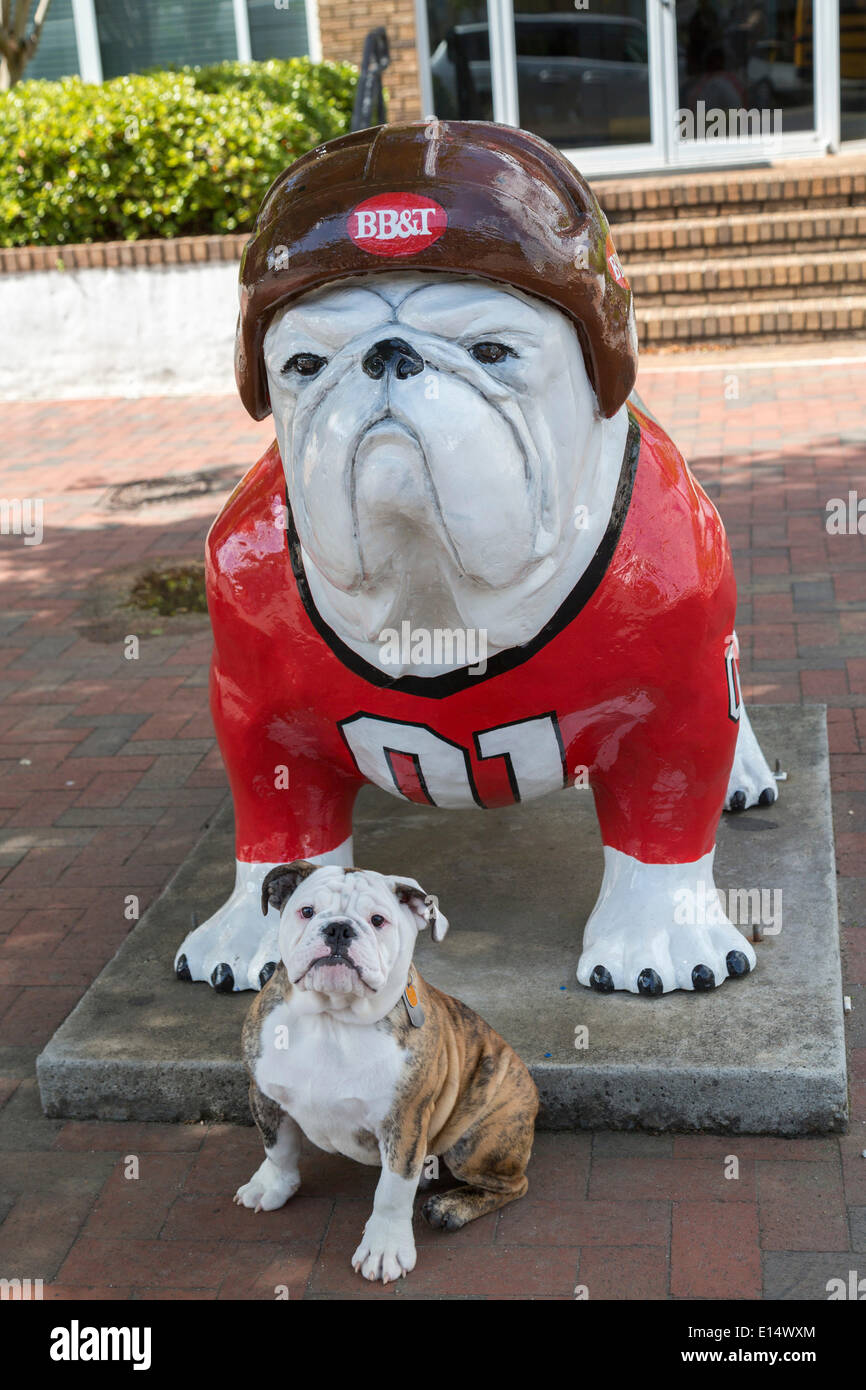 English Bulldog puppy in front of a Bulldog sculpture wearing a baseball uniform, Athens, Georgia, United States Stock Photo