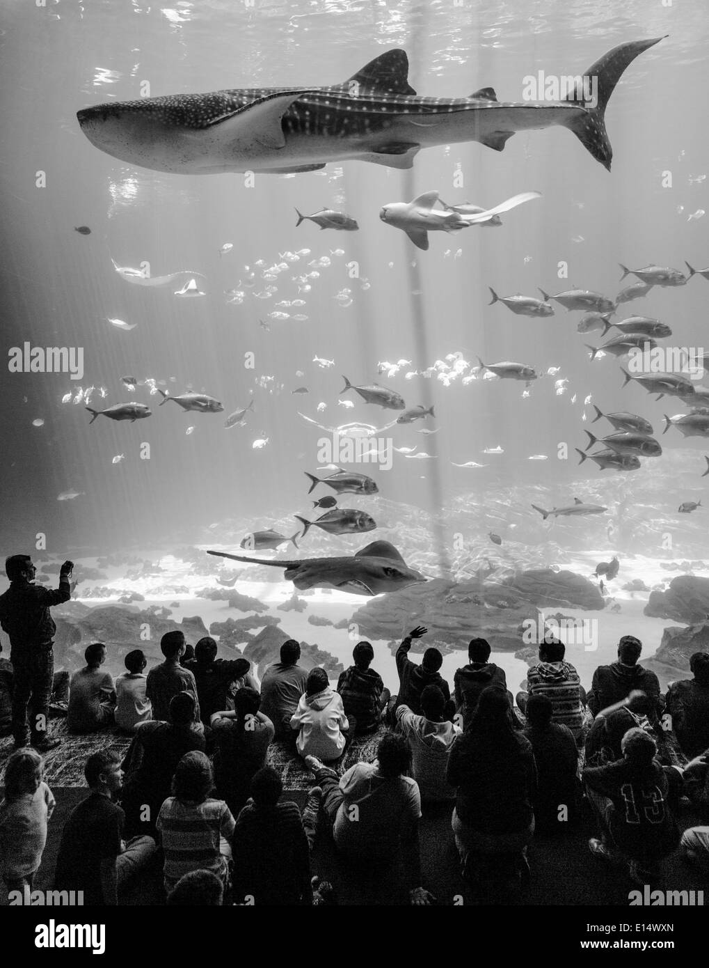 Visitors in front of a huge aquarium window with Manta Rays (Manta sp.) and a Whale Shark (Rhincodon typus), Georgia Aquarium Stock Photo