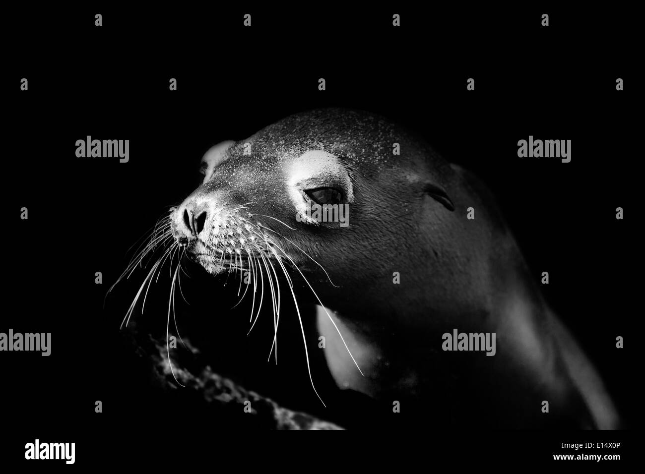 Young Sea Lion against dark background Stock Photo