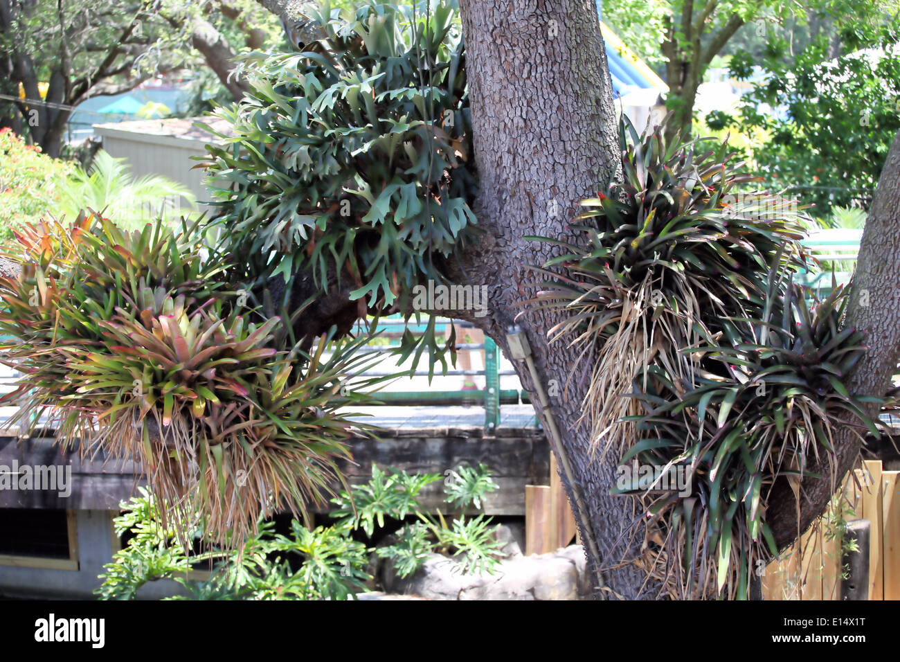 PLANTS GROWING ON TREES Stock Photo Alamy