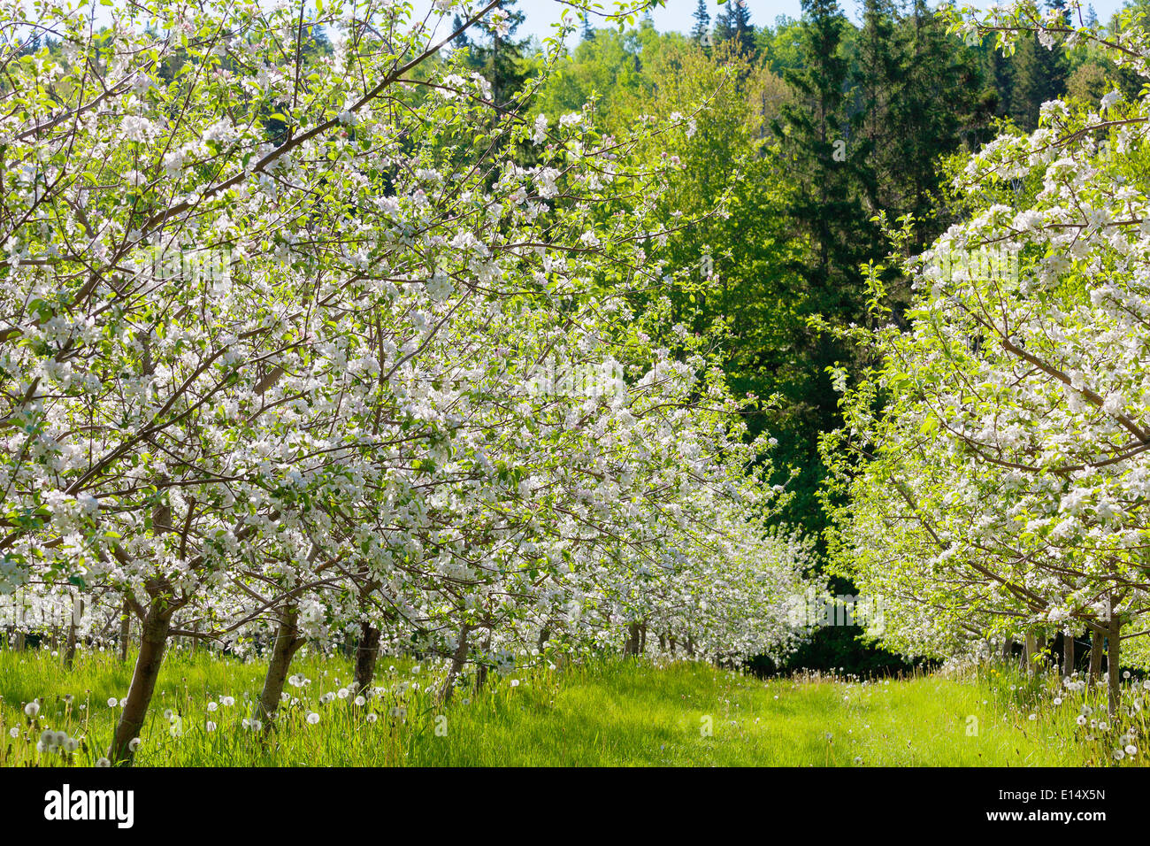 Beautiful white blossom of apple trees in a farm commecial apple