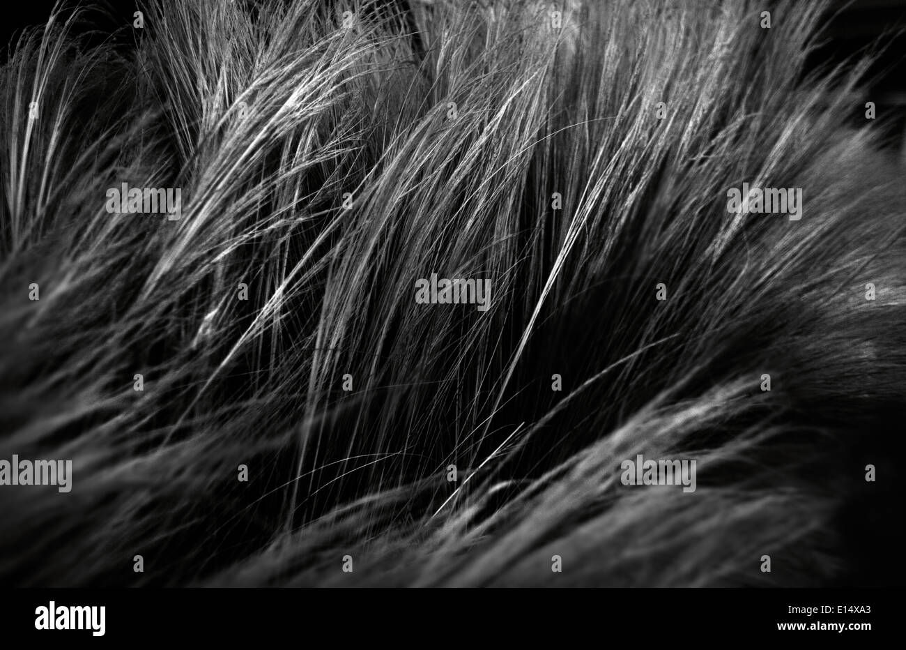Grass background selective focus Black and White Stock Photos & Images ...