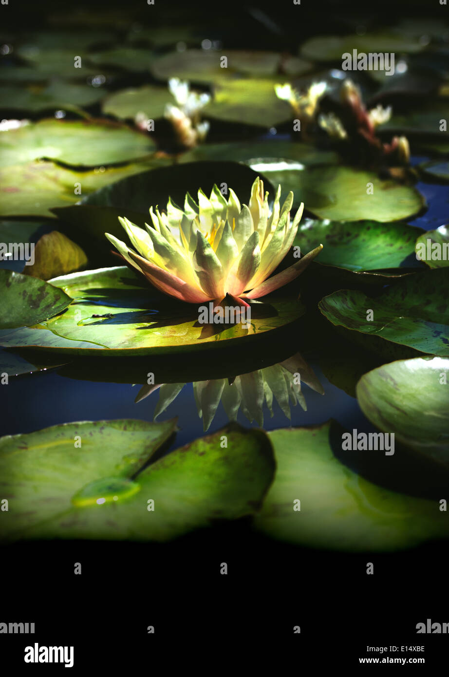 Yellow Water Lily with reflection Stock Photo - Alamy