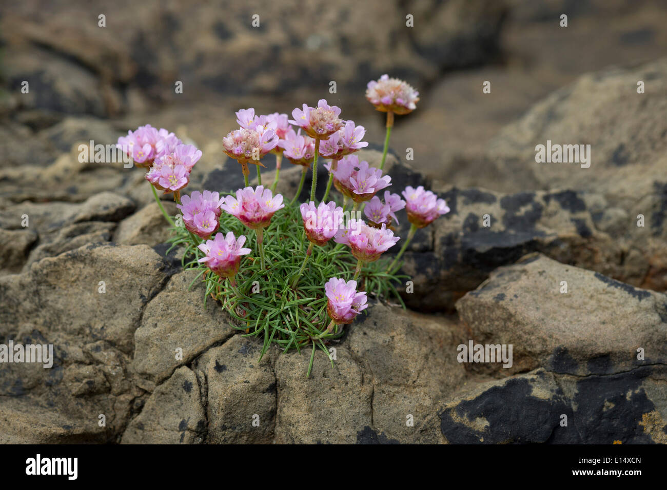 Thrift, Sea Thrift or Sea Pink (Armeria maritima) flowering, on rocks, Suðuroy, Faroe Islands, Denmark Stock Photo