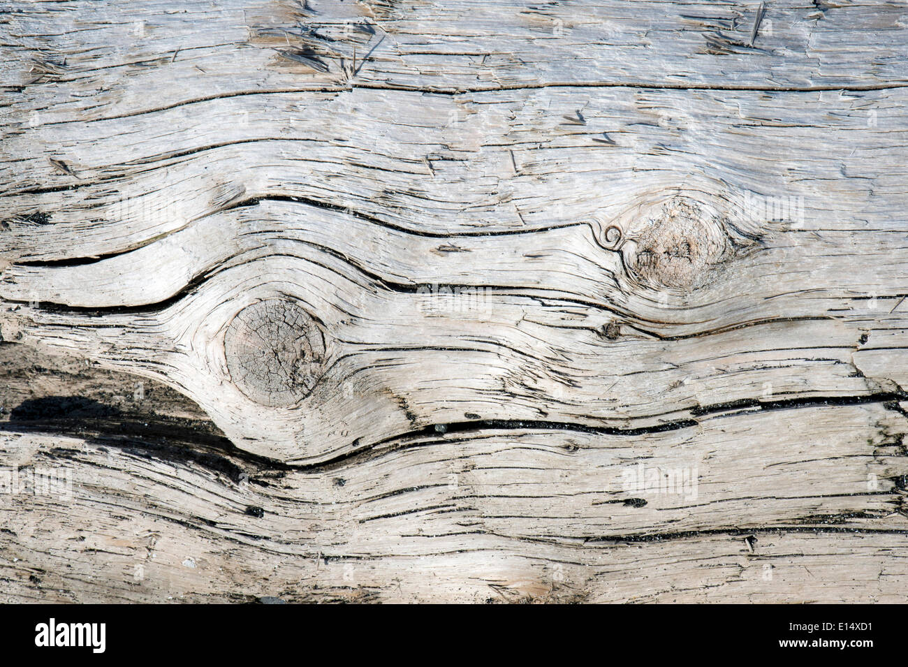 Tree trunk, driftwood, Denmark Stock Photo