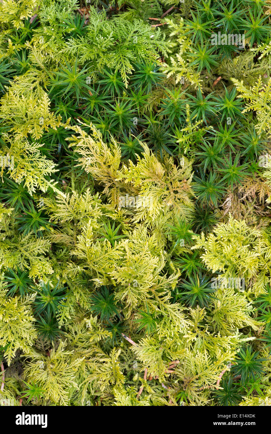 Haircap Moss or Hair Cap Moss (Polytrichum formosum) and Tamarisk Thuidium Moss (Thuidium tamariscinum) Stock Photo