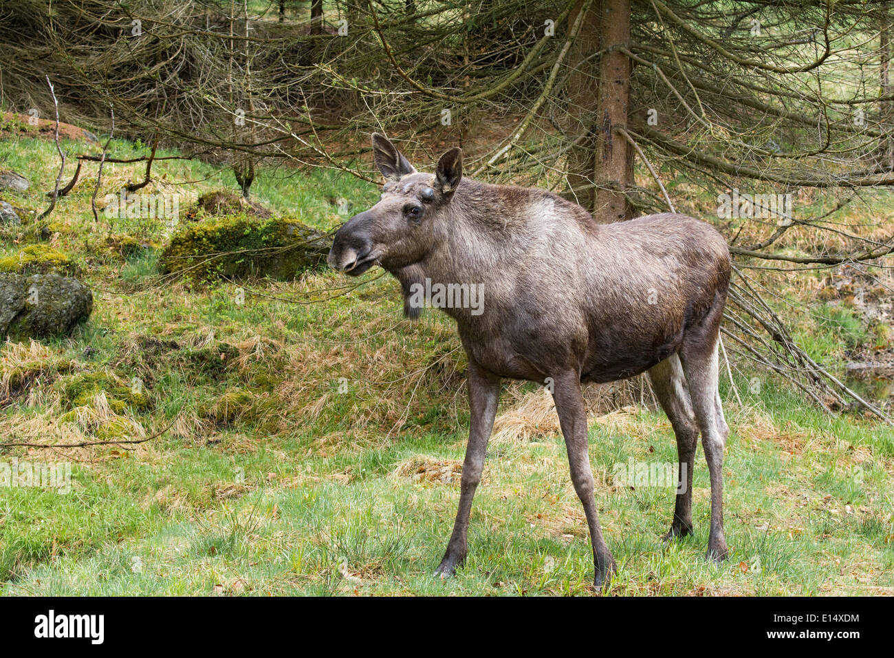 Moose or Eurasian Elk (Alces alces), bull, antlers starting to form in spring, captive, animal enclosure Stock Photo