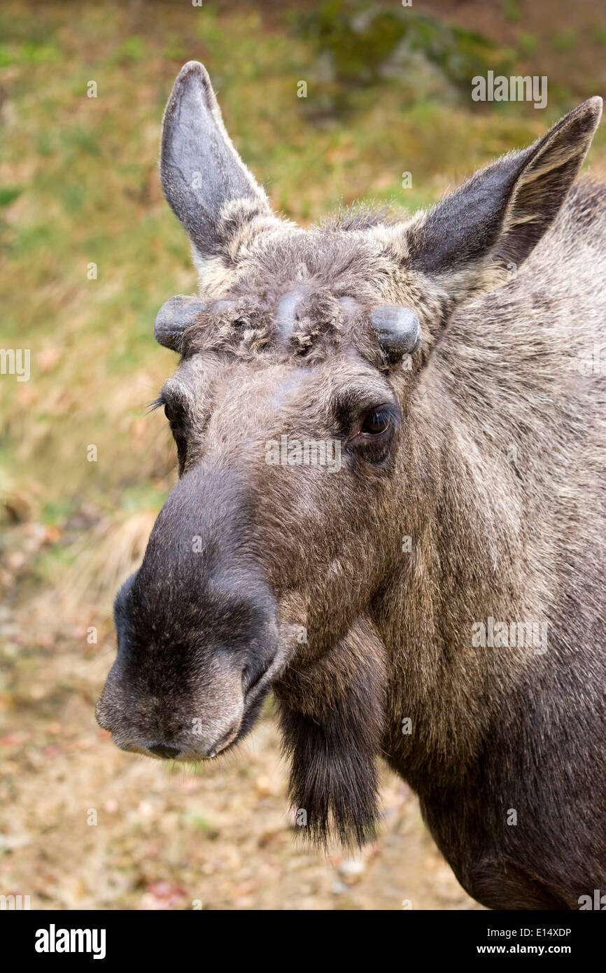 Bull Captivity Bull moose antlers hi-res stock photography and images - Alamy