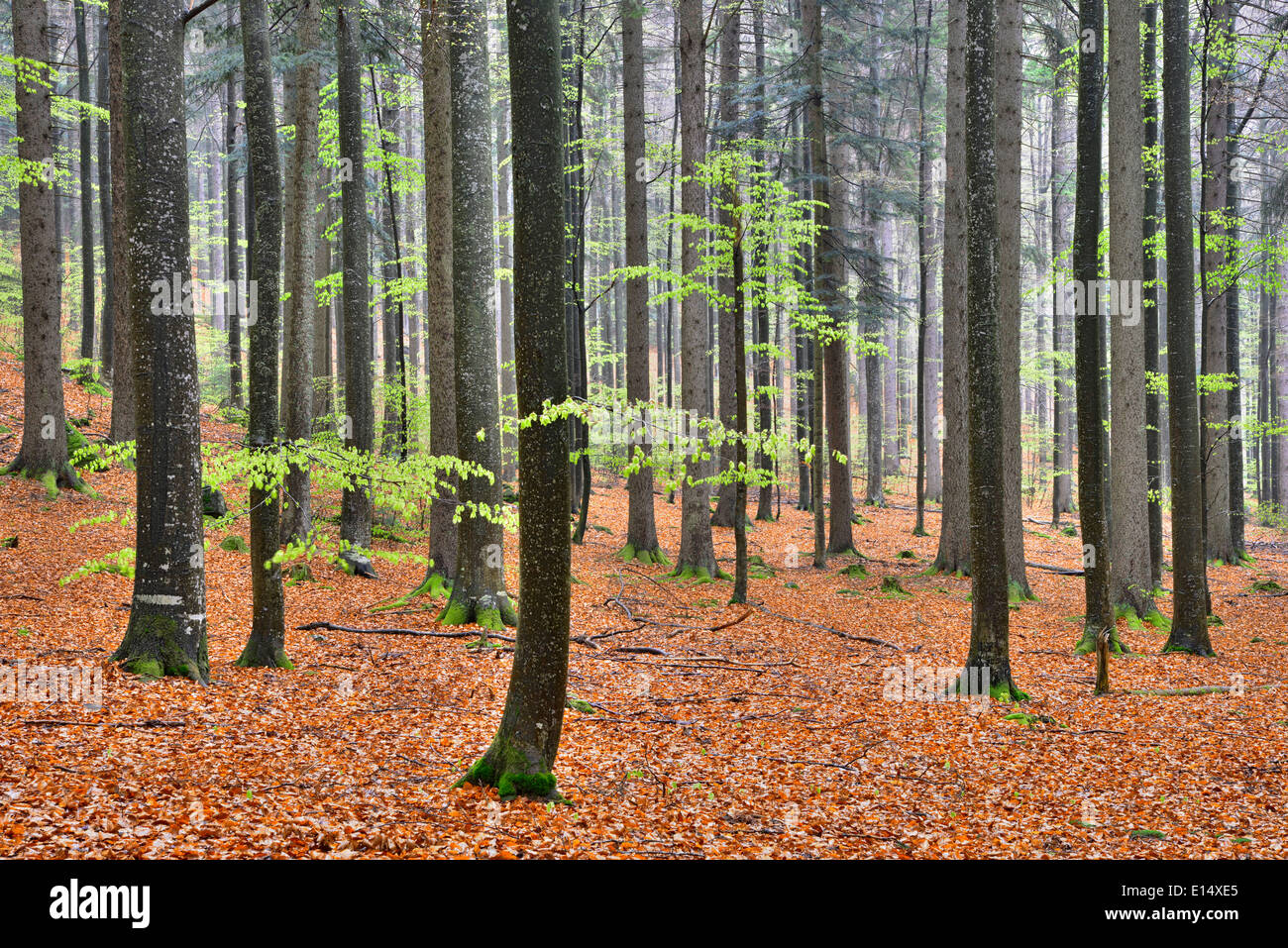 Natural mixed forest in the spring, Bavarian Forest National Park, Bavaria, Germany Stock Photo