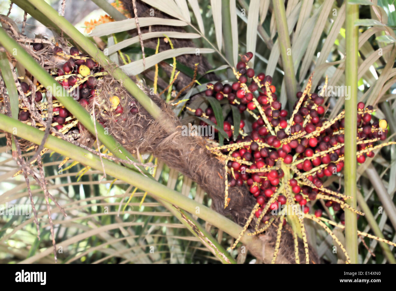 Palm seed pod hires stock photography and images Alamy