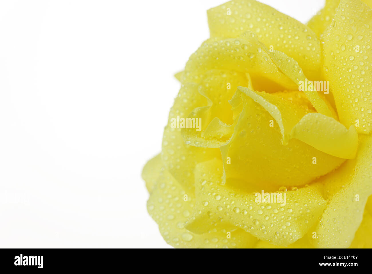Photo of a yellow rose up close hi-res stock photography and images - Alamy