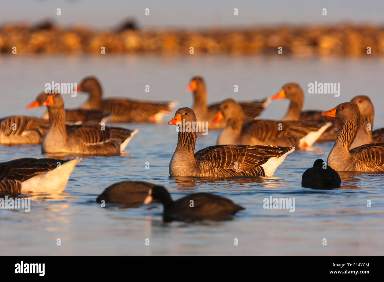 Greylag goose Anser anser. Villafafila Lagoons. Natural Reserve. Zamora. Castilla y León. Spain. Europe Stock Photo
