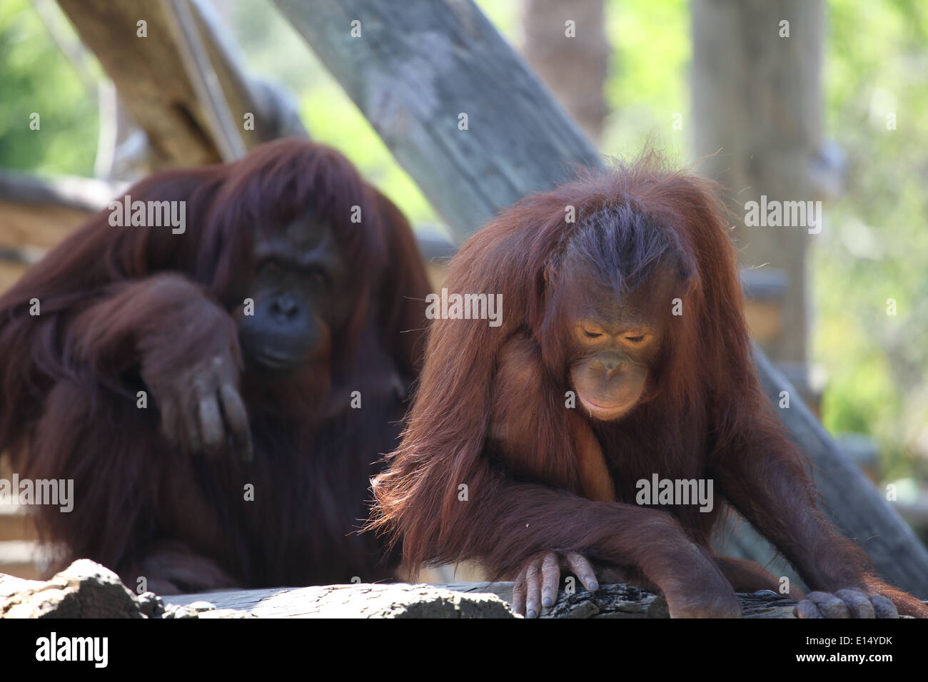ORANGUTAN APES Stock Photo