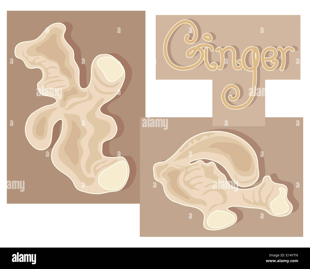 an illustration of pieces of fresh ginger root and the word ginger on
