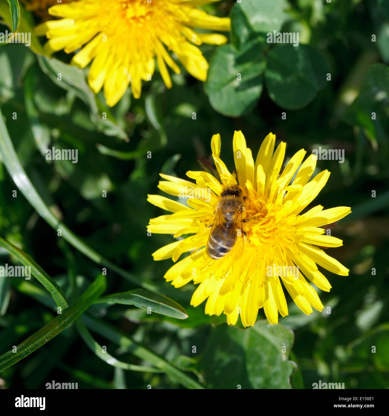 bee gathering blossom dust from yellow dandelion flower close up on summer meadow Stock Photo