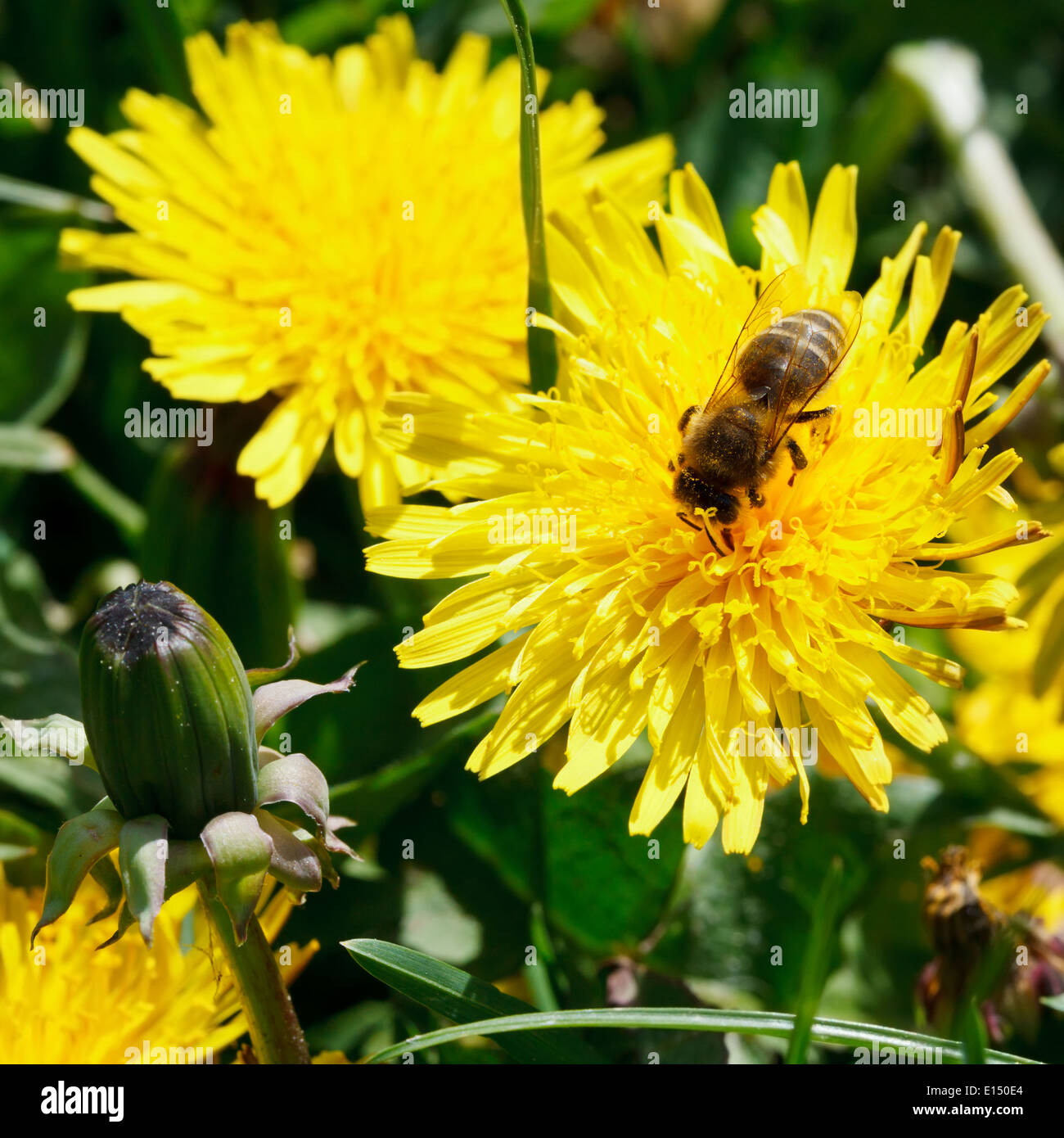 bee eating nectar on yellow dandelion flower close up on summer meadow Stock Photo