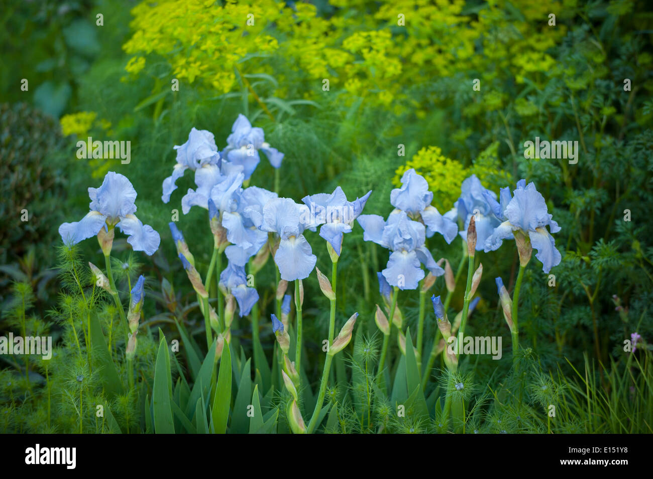 Chelsea flower show hires stock photography and images Alamy