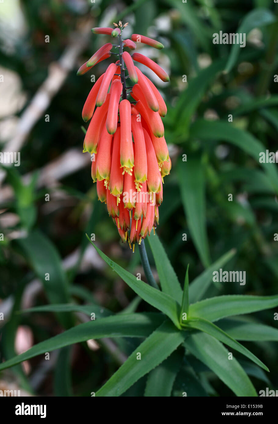 Climbing Aloe, Aloe ciliaris, Xanthorrhoeaceae (Aloaceae). South Africa. Stock Photo