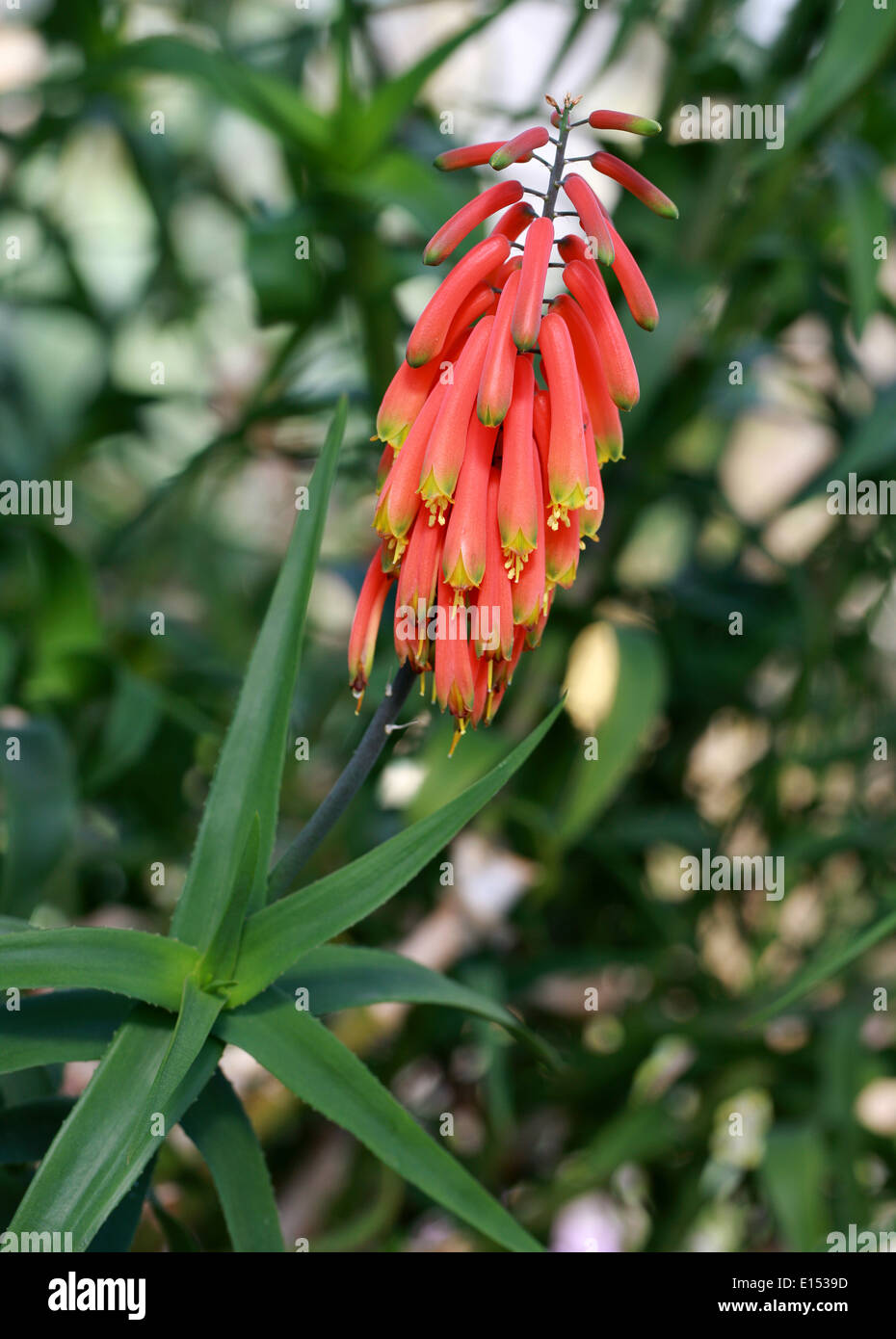 Climbing Aloe, Aloe ciliaris, Xanthorrhoeaceae (Aloaceae). South Africa. Stock Photo