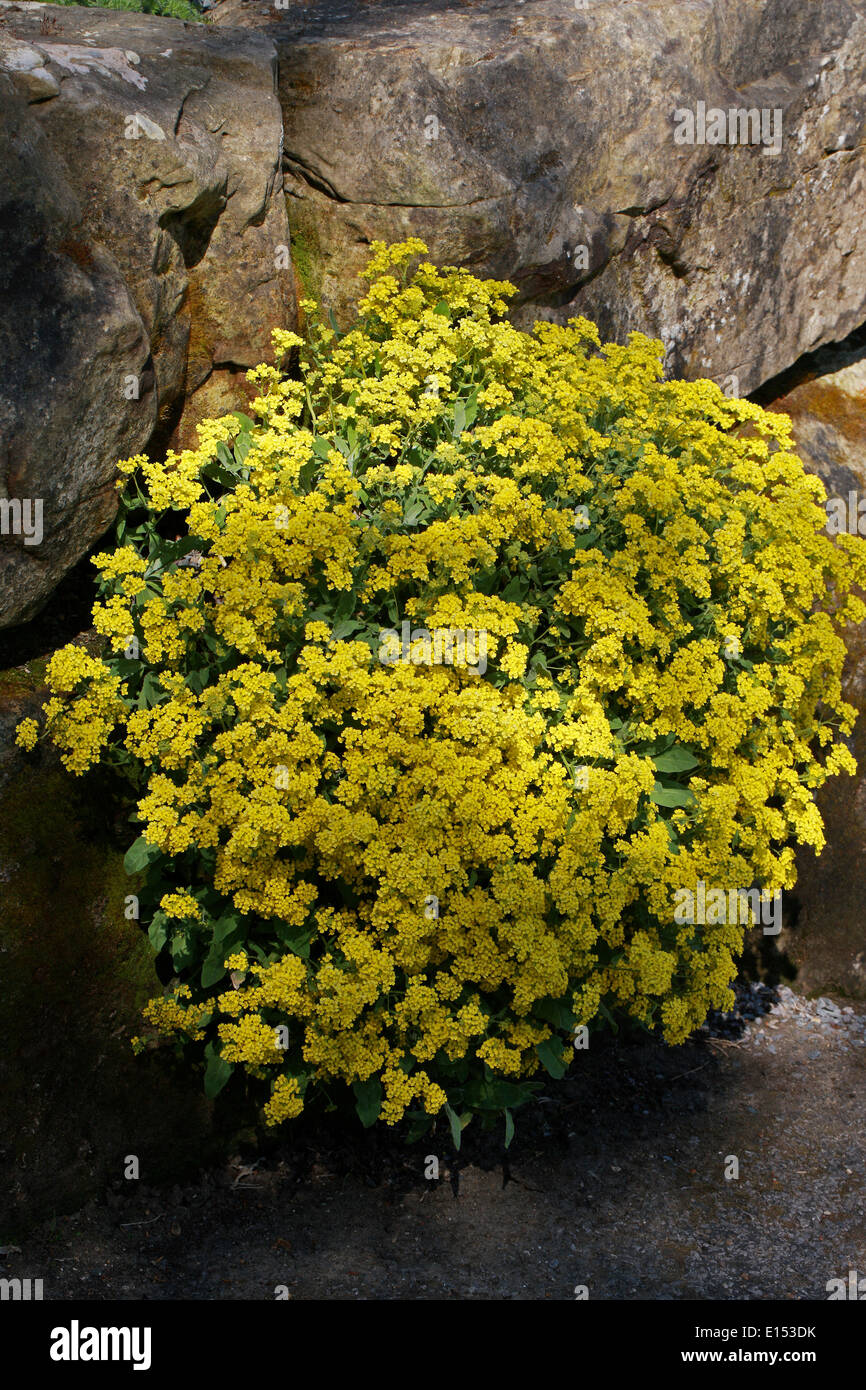 Gold Alyssum, Basket of Gold, Gold Dust, Aurinia saxatilis, Brassicaceae. Stock Photo