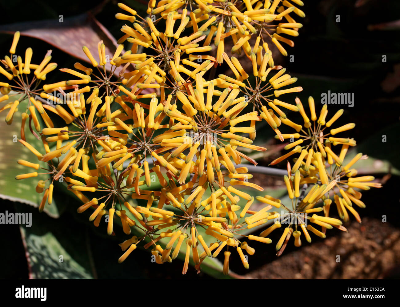 Coral Aloe, Aloe striata, Asphodelaceae, South Africa. Stock Photo
