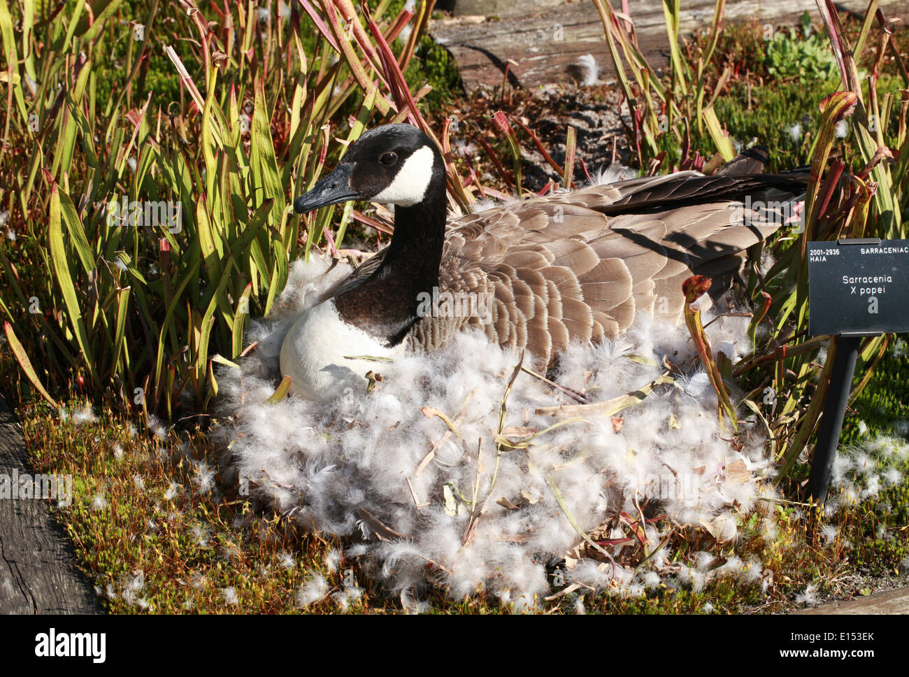 Canada Goose Nesting in a Flower Bed at Kew Gardens. Canada Goose Geese