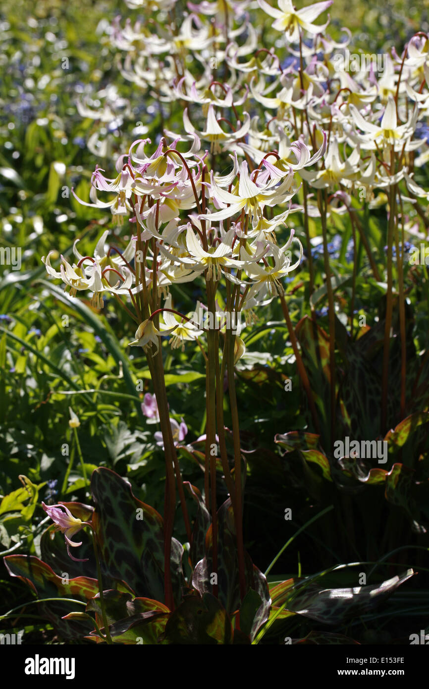 Cream Fawn Lily, Erythronium citrinum, Liliaceae. North California and South Oregon, USA. Stock Photo