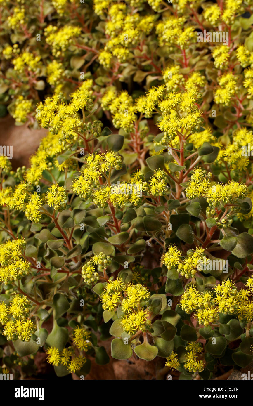 Aichryson laxum, Crassulaceae. Canary Islands, Spain. Syn. Aichryson dichotomum, Sempervivum annuum, Sempervivum molle. Stock Photo