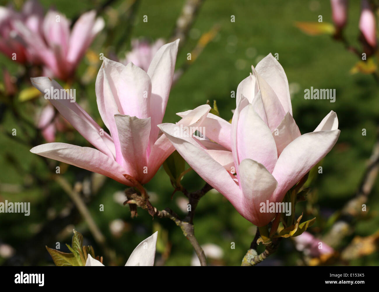 Magnolia 'Heaven Scent', Magnoliaceae. Stock Photo