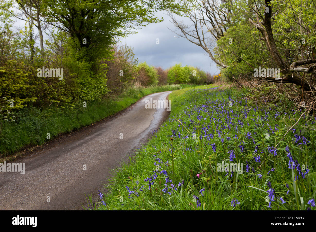 Quiet country lane (Leigh Lane, Exmoor) Stock Photo