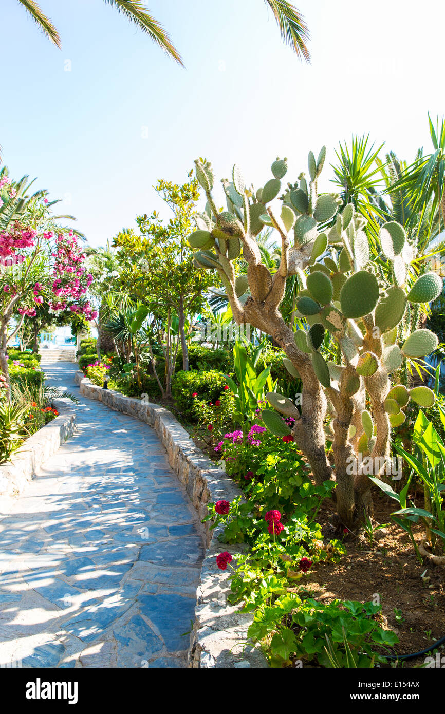Pink Roses Greece Pink flowers in Kavros village,Crete,Greece Stock Photo - Alamy