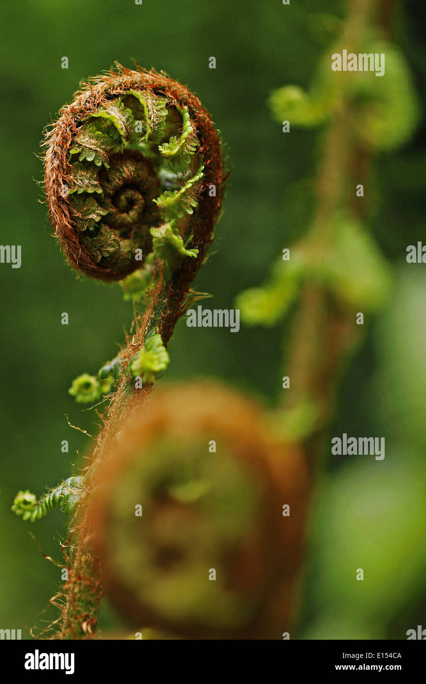 Ferns (Felci). Plant in spring. Bokeh. Stock Photo