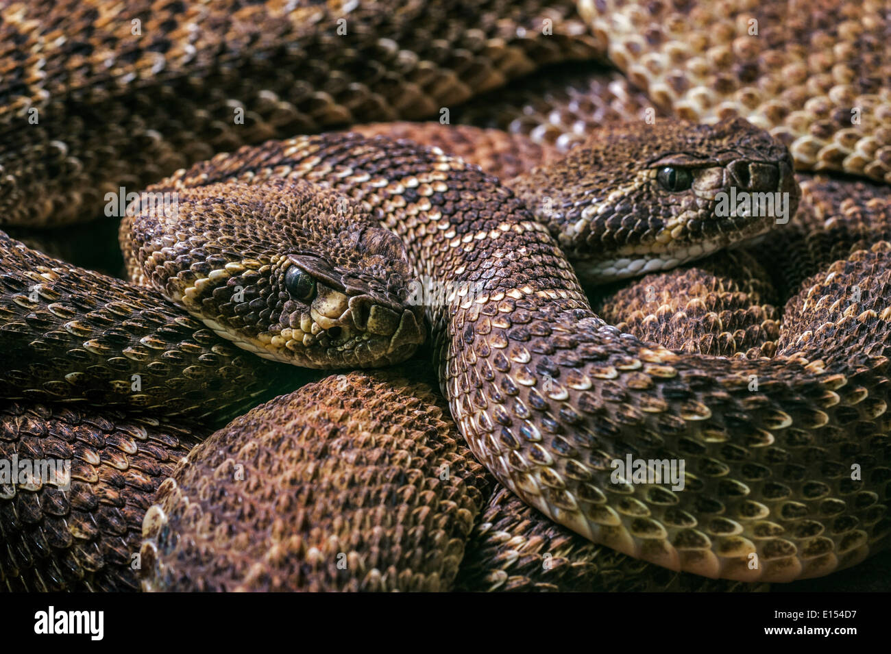 Two Western diamondback rattlesnakes / Texas diamond-back rattlesnake