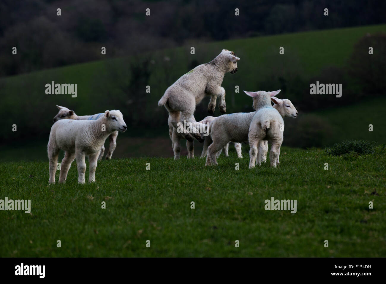 Lambs in a field with one jumping in the air Stock Photo