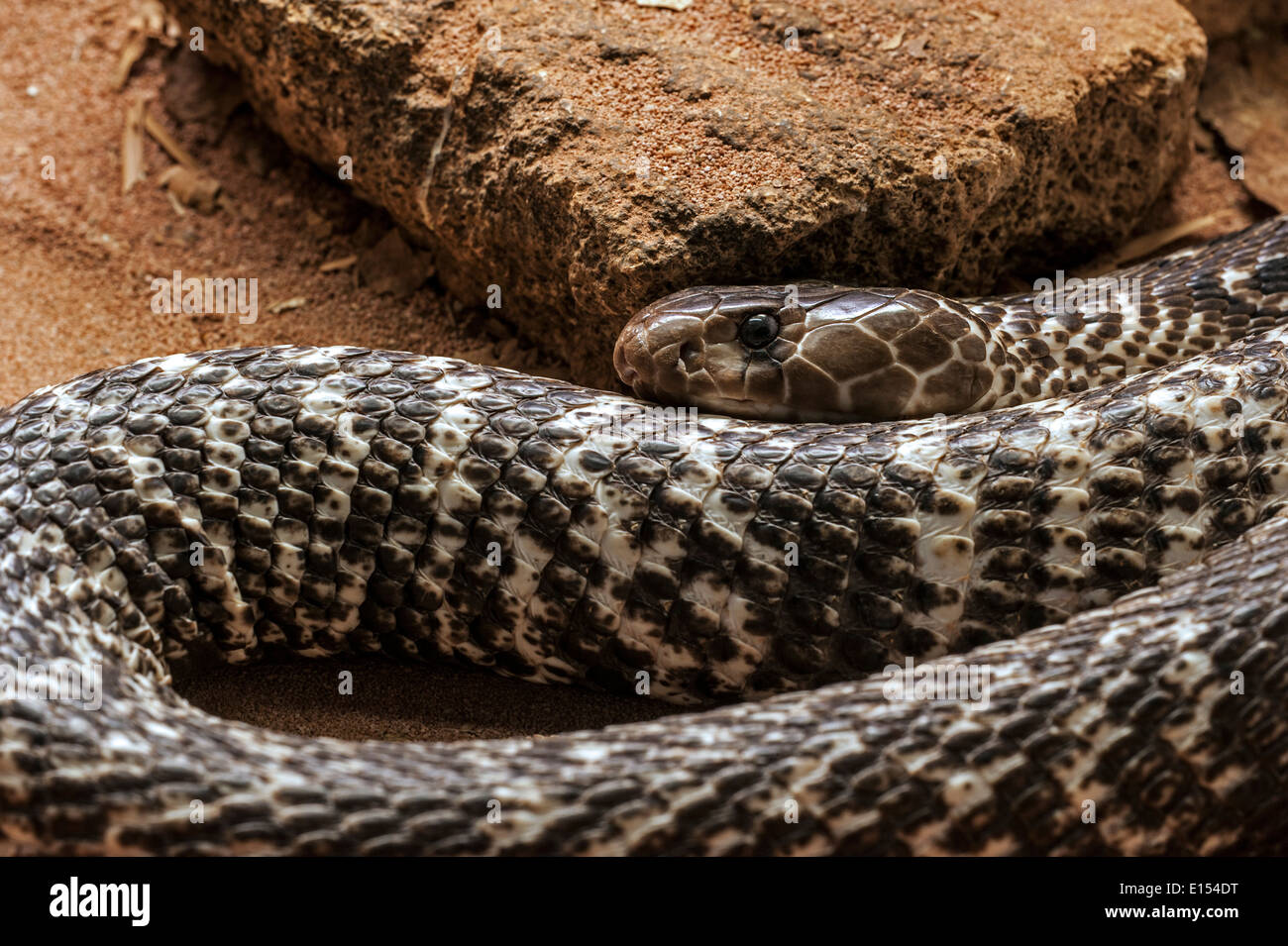 Indian cobra / Spectacled cobra / Asian cobra / Binocellate cobra (Naja naja) curled up, native to India Stock Photo