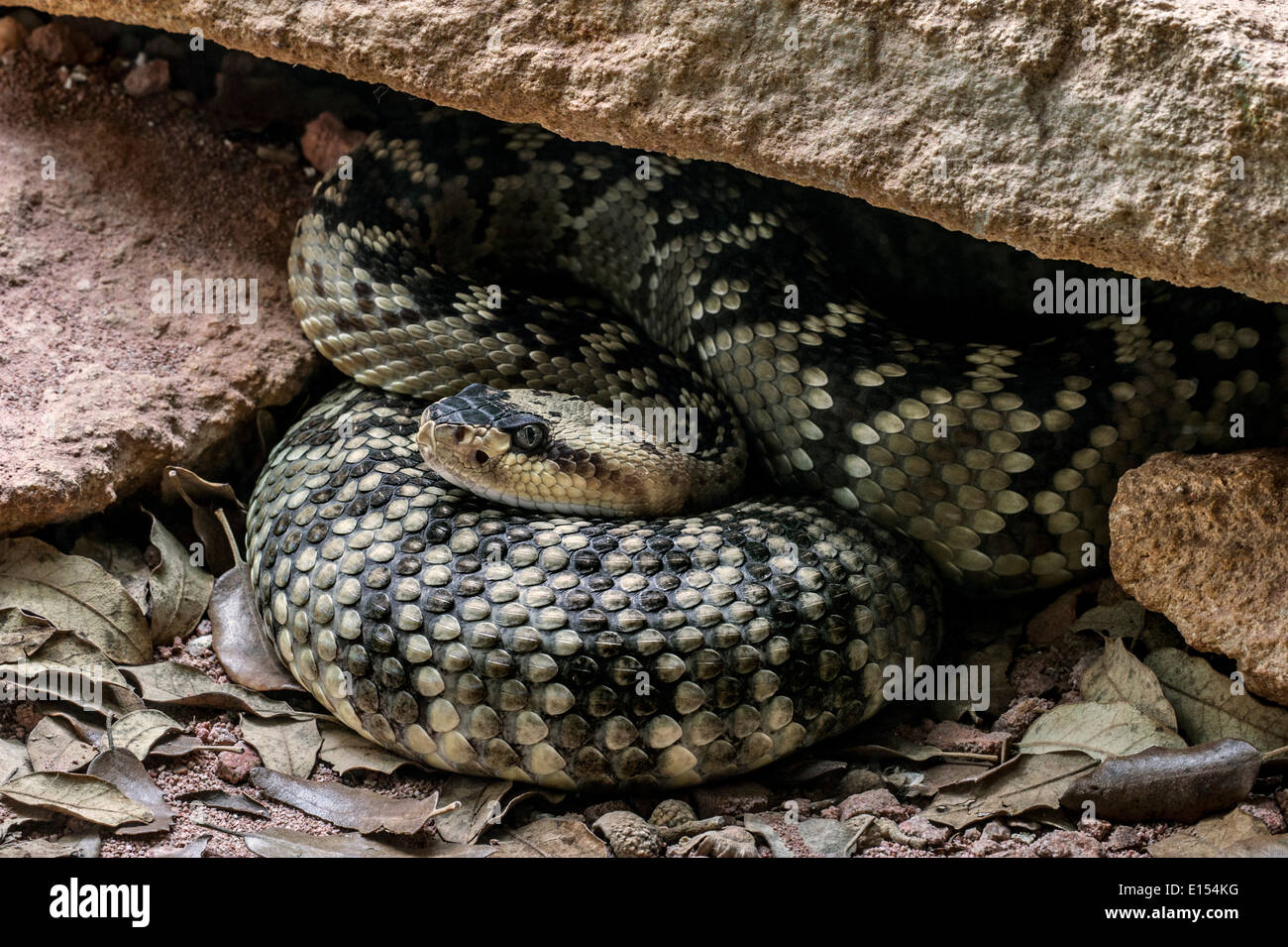 Northern black tailed rattlesnakes hi-res stock photography and images